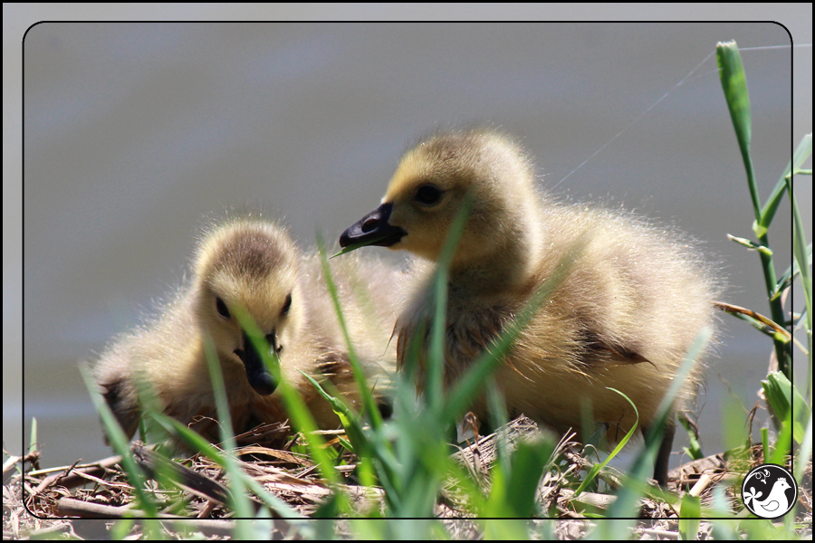 Ridgetop Farm and Garden | Birds of 2013 | Week 18 | Goose