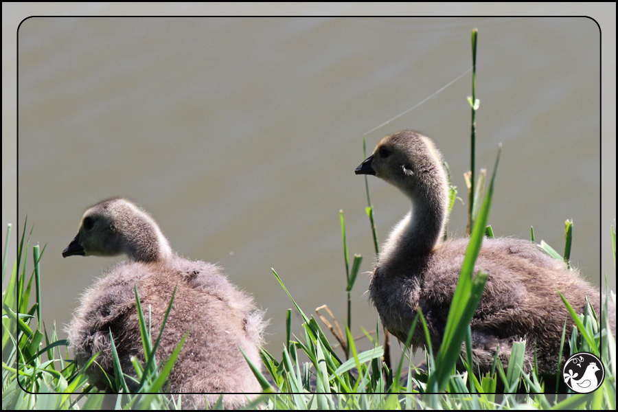 Ridgetop Farm and Garden | Birds of 2013 | Week 18 | Goose