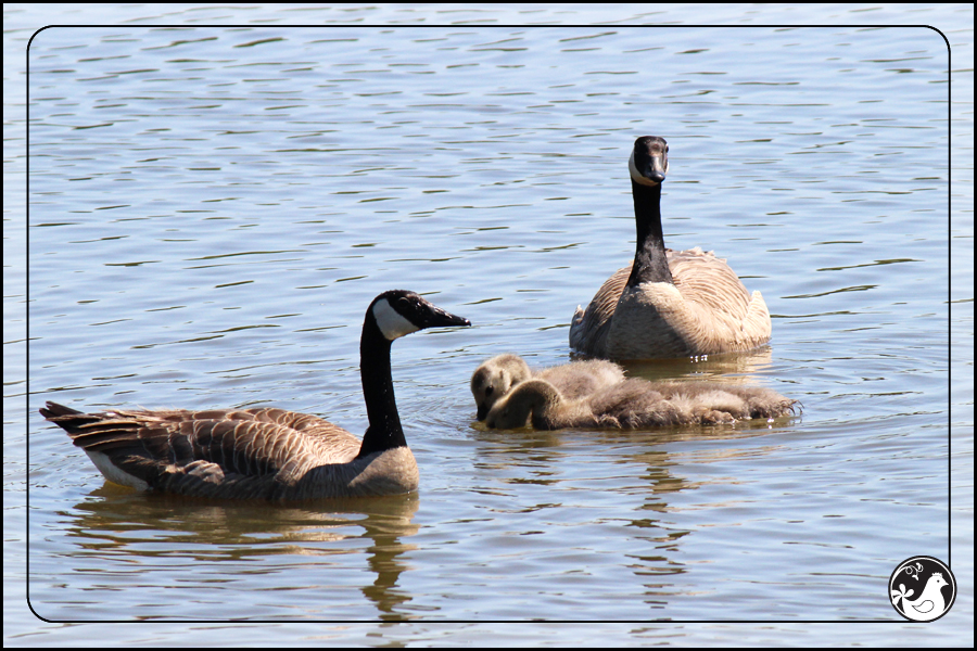 Ridgetop Farm and Garden | Birds of 2013 | Week 18 | Goose