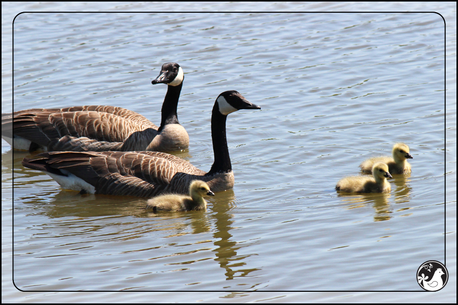 Ridgetop Farm and Garden | Birds of 2013 | Week 18 | Goose