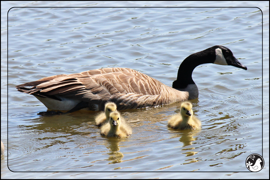 Ridgetop Farm and Garden | Birds of 2013 | Week 18 | Goose