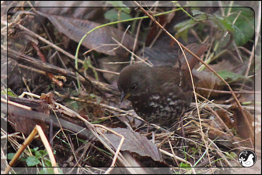 Ridgetop Farm and Garden | Birds of 2013 | Week 5 | Fox Sparrow