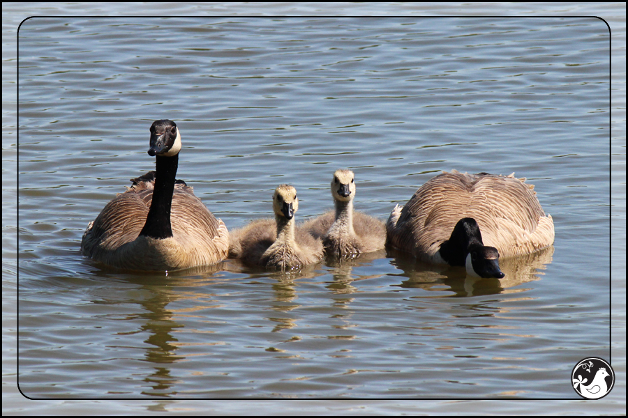 Ridgetop Farm and Garden | Birds of 2013 | Week 18 | Goose