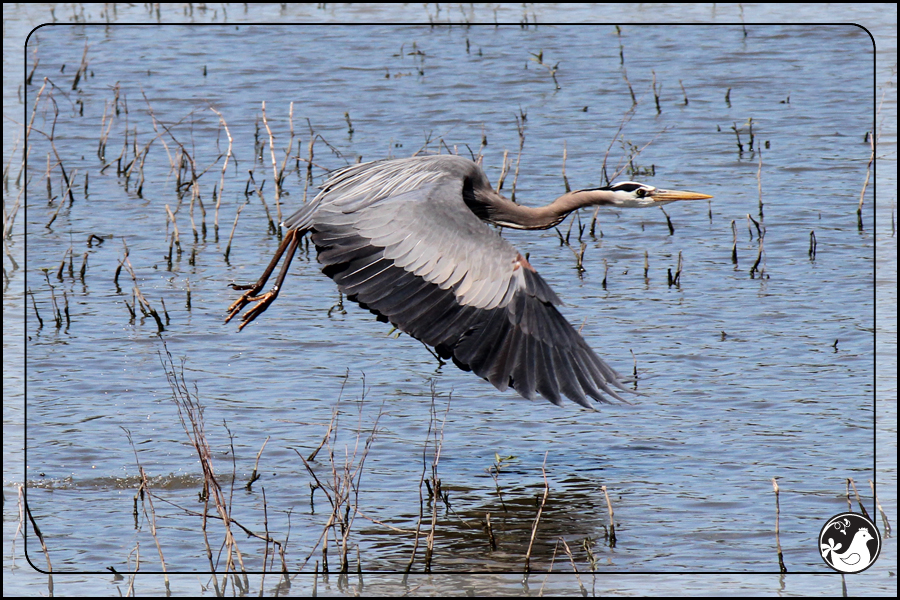 Ridgetop Farm and Garden | Birds of 2013 | Week 22 | Great Blue Heron