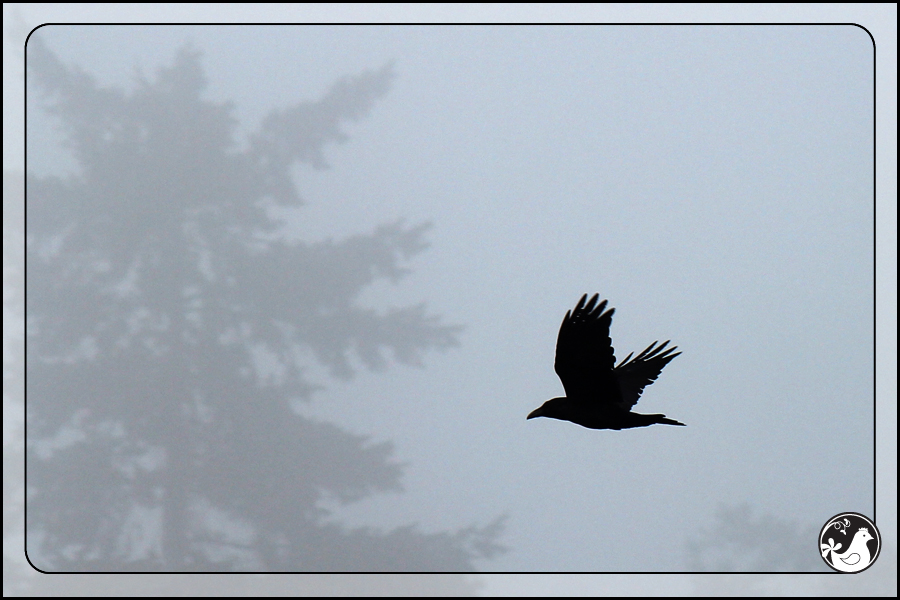Ridgetop Farm and Garden | Birds of 2013 | Week 10 | Common Raven