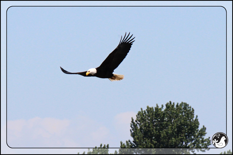 Ridgetop Farm and Garden | Birds of 2013 | Week 18 | Bald Eagle