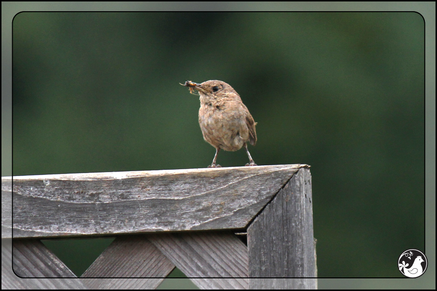 Ridgetop Farm and Garden | Birds of 2013 | Week 34