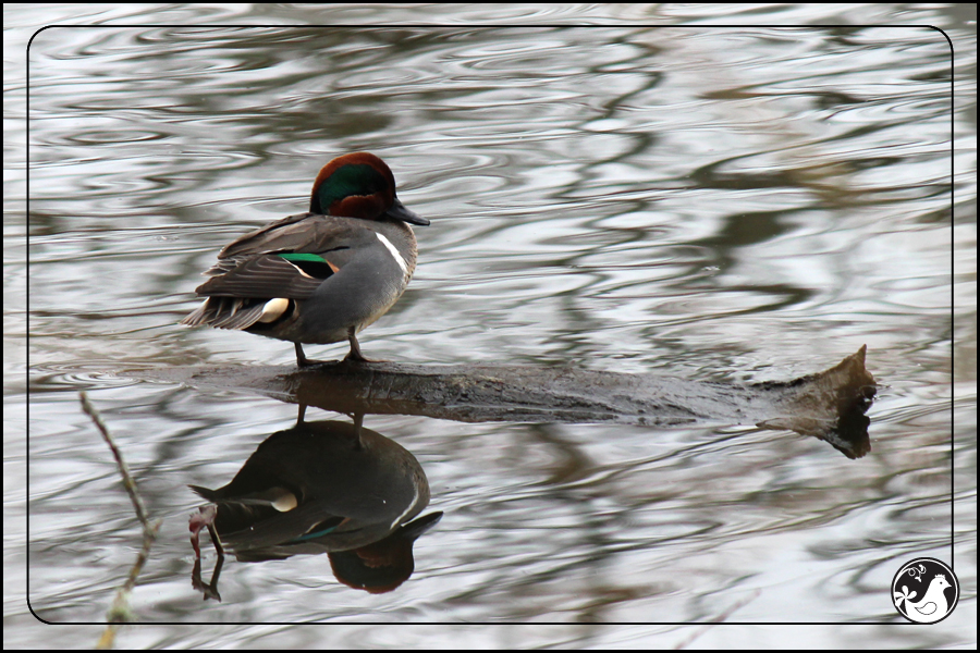 Ridgetop Farm and Garden | Birds of 2013 | Week 9 | Green-winged Teal