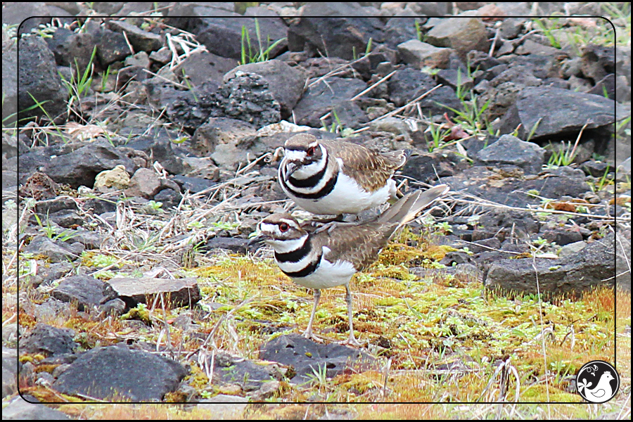 Ridgetop Farm and Garden | Birds of 2013 | Week 9 | Killdeer