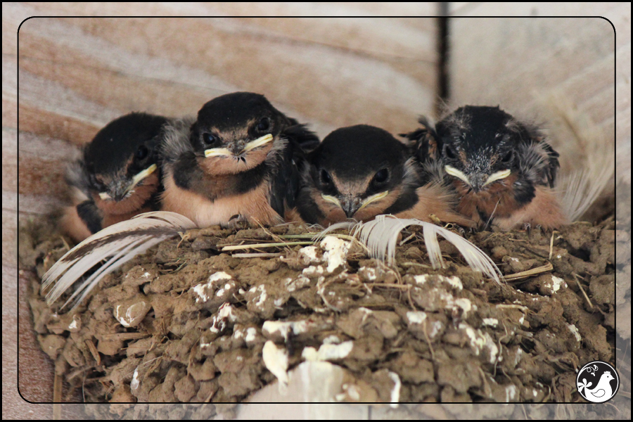 Ridgetop Farm and Garden | Birds of 2013 | Week 31 | Barn Swallow