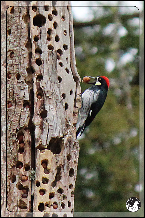 Ridgetop Farm and Garden | Birds of 2013 | Week 9 | Acorn Woodpecker