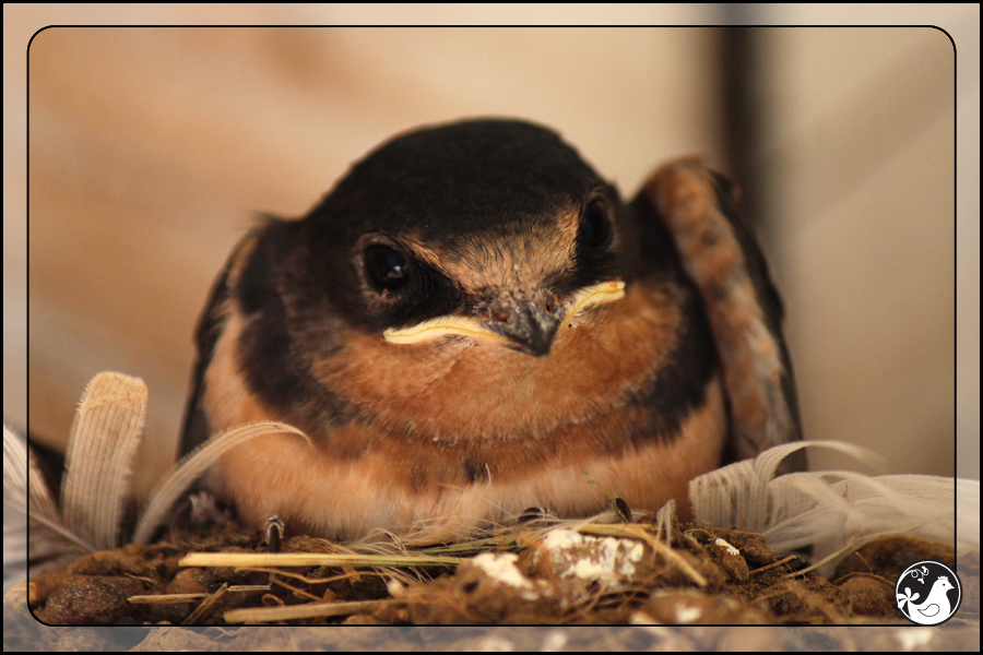 Ridgetop Farm and Garden | Birds of 2013 | Week 31 | Barn Swallow