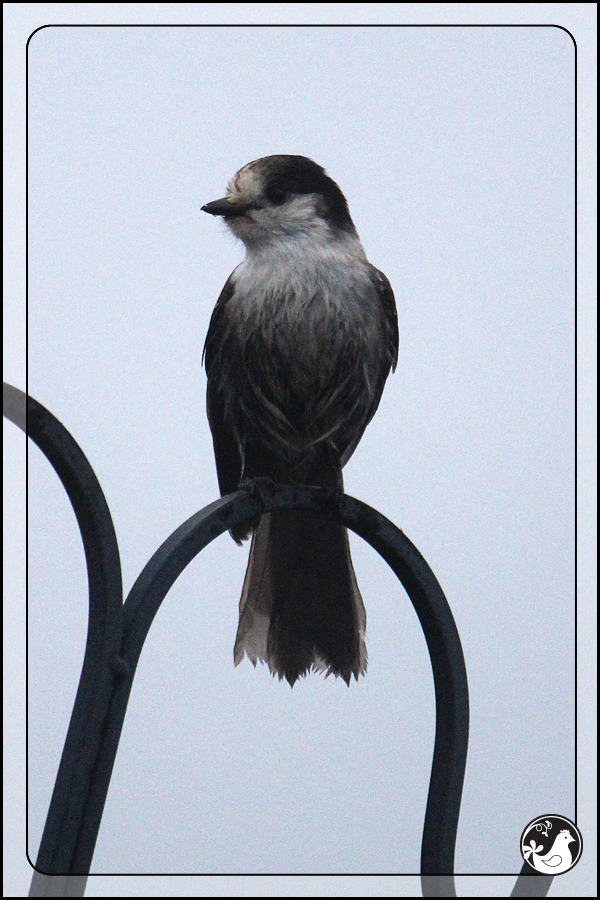 Ridgetop Farm and Garden | Birds of 2013 | Week 5 | Gray Jay