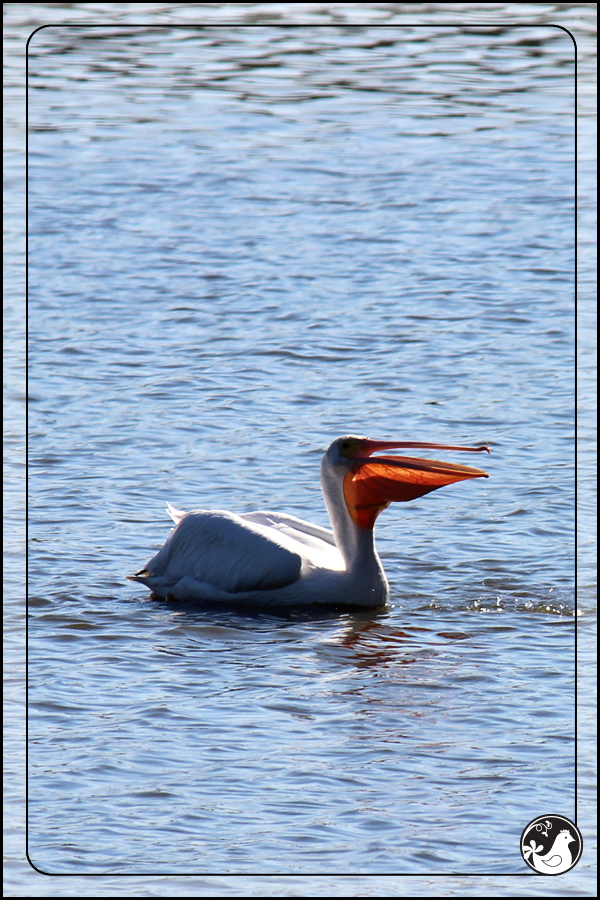 Ridgetop Farm and Garden | Birds of 2013 | Week 43