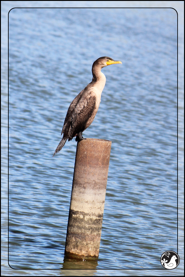 Ridgetop Farm and Garden | Birds of 2013 | Week 43