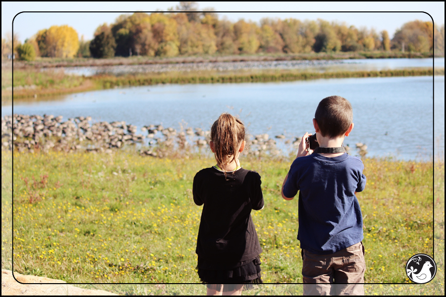 Ridgetop Farm and Garden | Birds of 2013 | Week 43