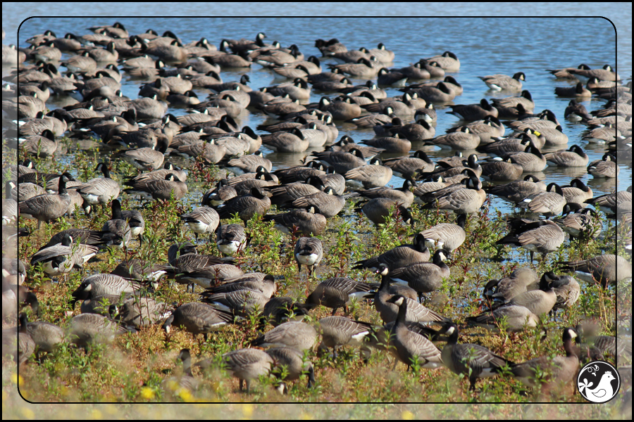 Ridgetop Farm and Garden | Birds of 2013 | Week 43