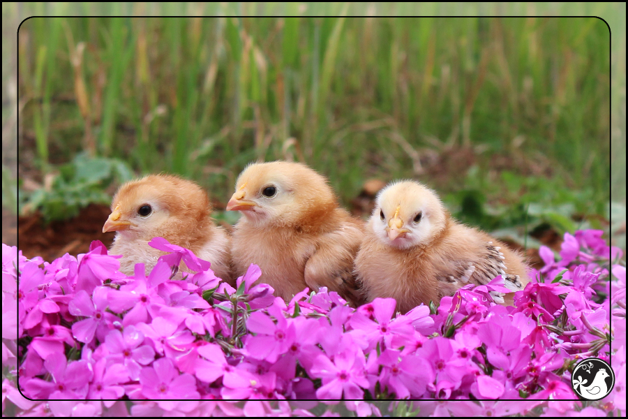 Ridgetop Farm and Garden | Our Flock | Rhode Island Reds