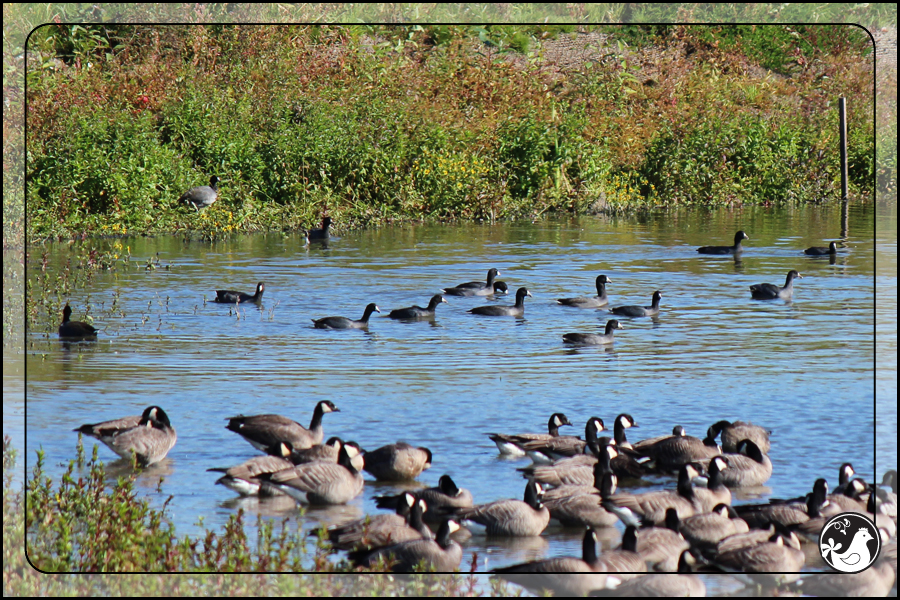 Ridgetop Farm and Garden | Birds of 2013 | Week 43