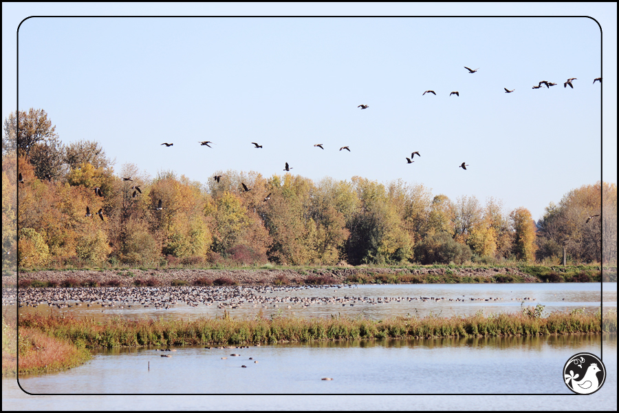 Ridgetop Farm and Garden | Birds of 2013 | Week 43