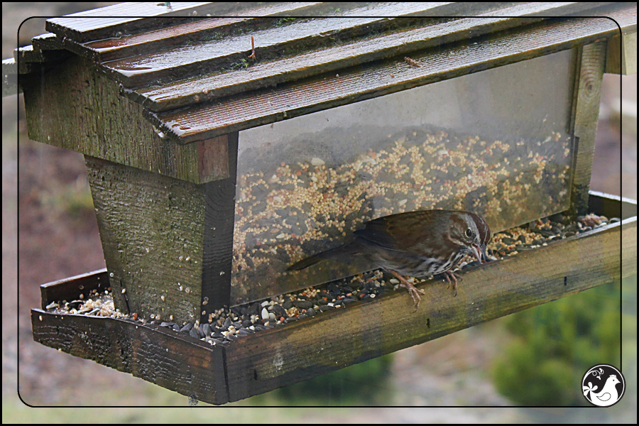 Ridgetop Farm and Garden | Birds of 2013 | Week 15 | Song Sparrow