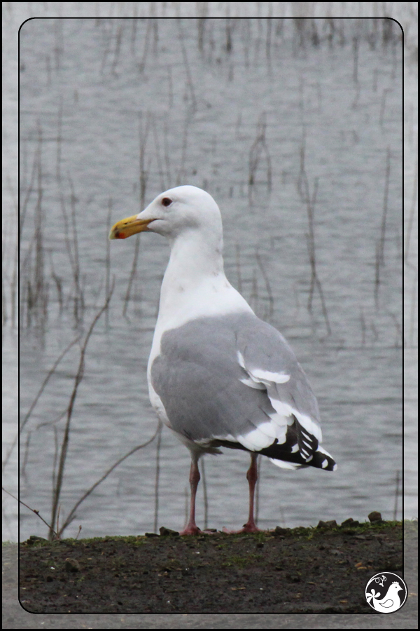 Ridgetop Farm and Garden | Birds of 2013 | Week 11 | Herring Gull