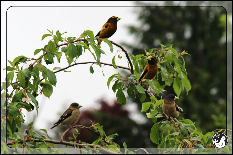 Ridgetop Farm and Garden | Birds of 2013 | Week 20 | Evening Grosbeak