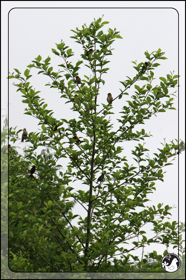 Ridgetop Farm and Garden | Birds of 2013 | Week 20 | Evening Grosbeak