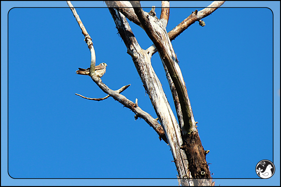 Ridgetop Farm and Garden | Birds of 2013 | Week 43