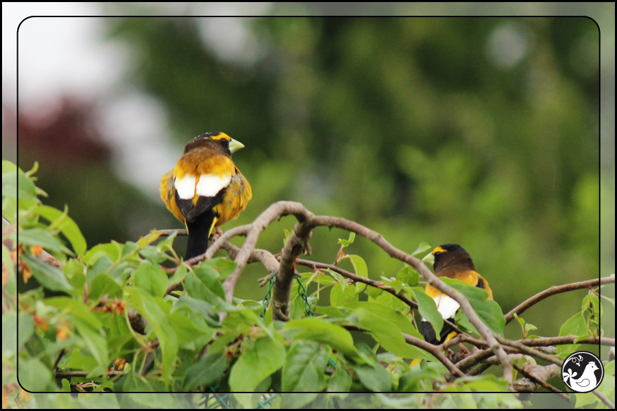 Ridgetop Farm and Garden | Birds of 2013 | Week 20 | Evening Grosbeak