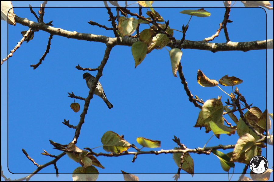 Ridgetop Farm and Garden | Birds of 2013 | Week 43