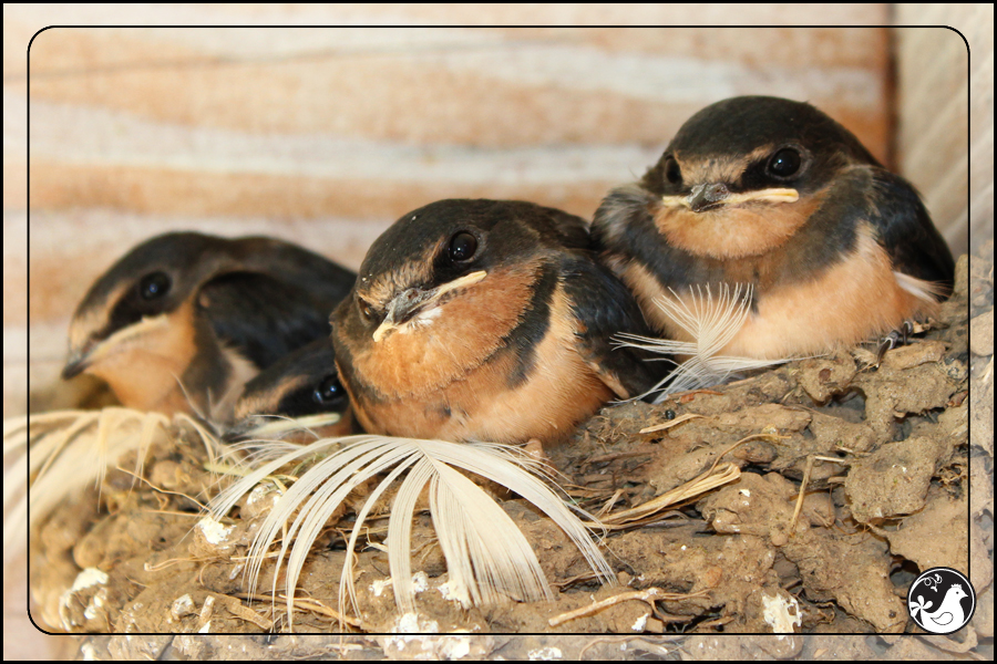 Ridgetop Farm and Garden | Birds of 2013 | Week 31 | Barn Swallow