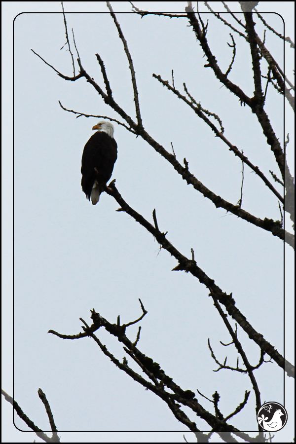 Ridgetop Farm and Garden | Birds of 2013 | Week 11 | Bald Eagle