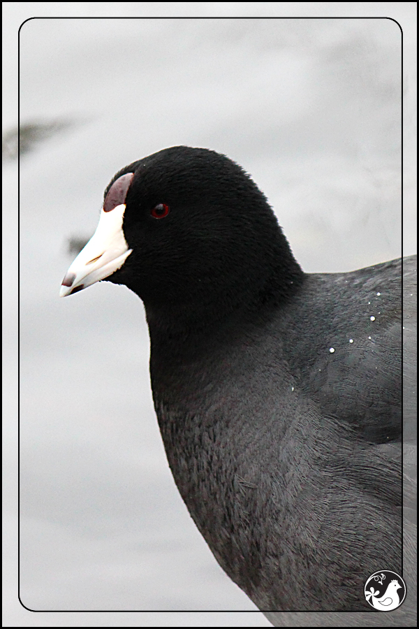 Ridgetop Farm and Garden | Birds of 2013 | Week 7 | American Coot