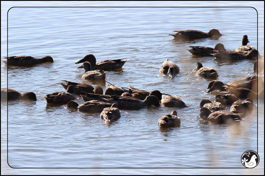 Ridgetop Farm and Garden | Birds of 2013 | Week 43