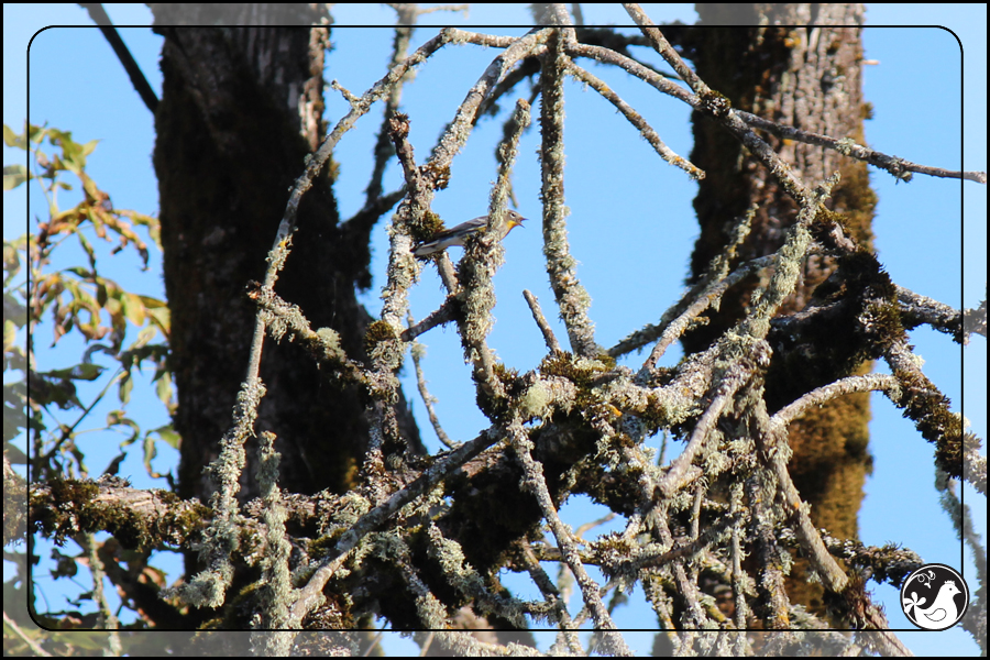 Ridgetop Farm and Garden | Birds of 2013 | Week 43