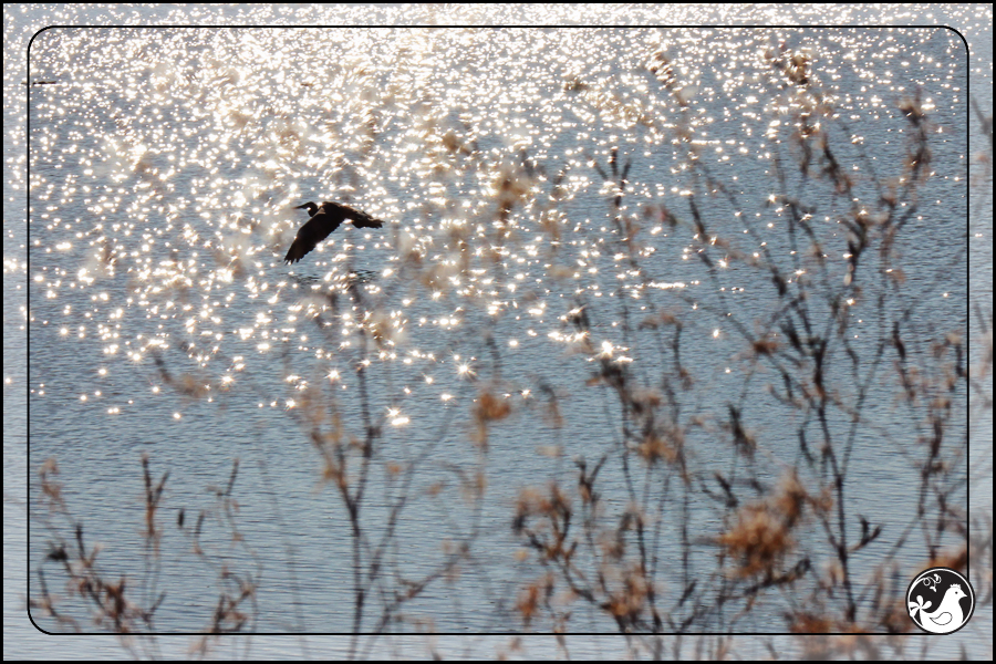 Ridgetop Farm and Garden | Birds of 2013 | Week 43