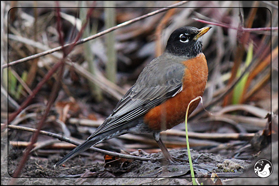 Ridgetop Farm and Garden | Birds of 2013 | Week 7 | American Robin