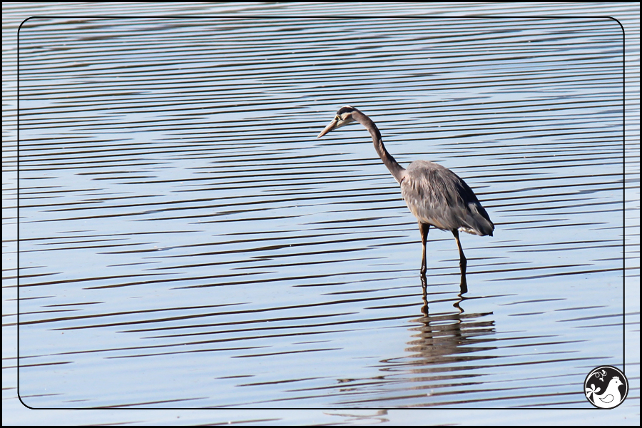 Ridgetop Farm and Garden | Birds of 2013 | Week 43