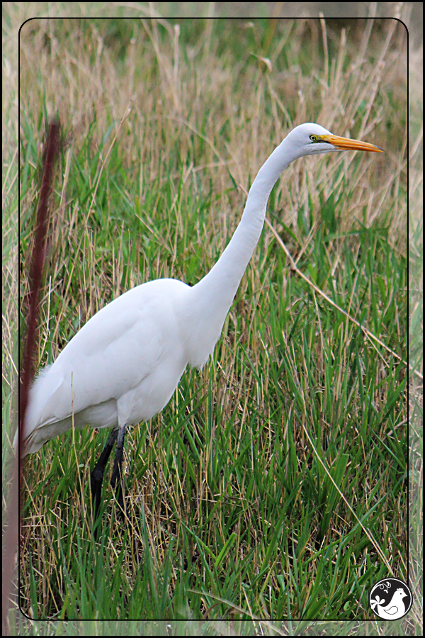 Ridgetop Farm and Garden | Birds of 2013 | Week 11 | Great Egret