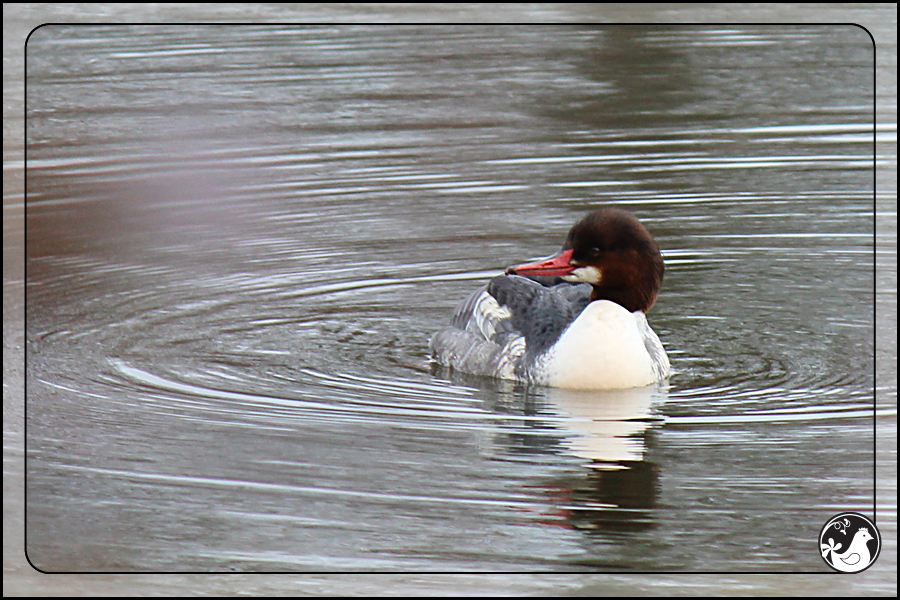 Ridgetop Farm and Garden | Birds of 2013 | Week 7 | Common Merganser