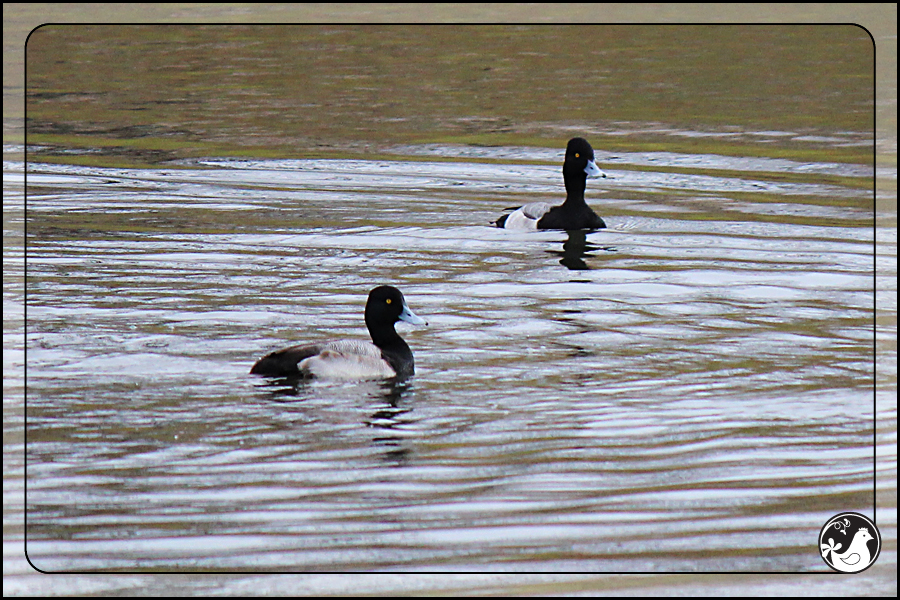 Ridgetop Farm and Garden | Birds of 2013 | Week 7 | Lesser Scaup