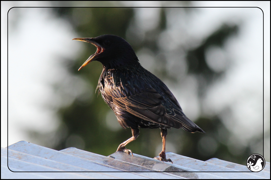 Ridgetop Farm and Garden | Birds of 2013 | Week 25 | European Starling