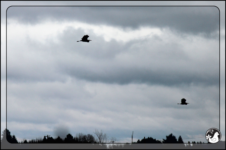 Ridgetop Farm and Garden | Birds of 2013 | Week 22 | Great Blue Heron