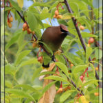 Birds of 2013: Week 21