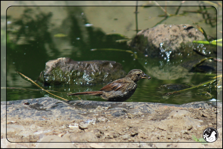 Ridgetop Farm and Garden | Birds of 2013 | Week 34