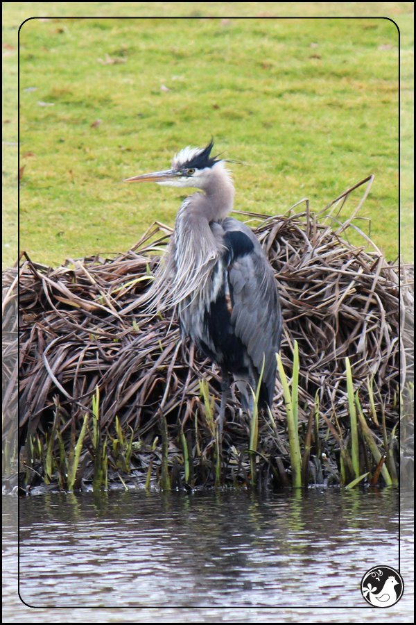 Ridgetop Farm and Garden | Birds of 2013 | Week 22 | Great Blue Heron