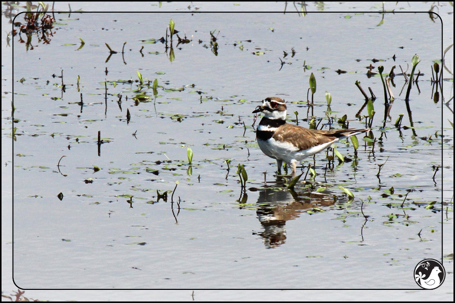 Ridgetop Farm and Garden | Birds of 2013 | Week 23 | Killdeer