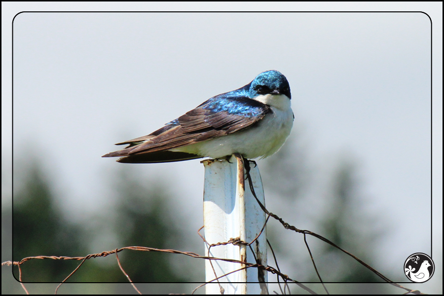 Ridgetop Farm and Garden | Birds of 2013 | Week 21 | Tree Swallow