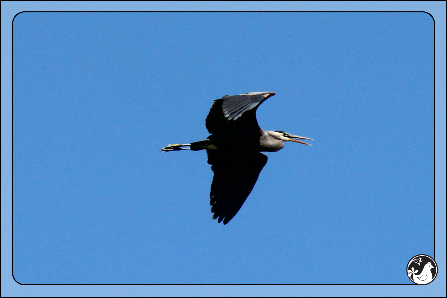 Ridgetop Farm and Garden | Birds of 2013 | Week 22 | Great Blue Heron